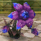 GSDD-MadPlant2.png